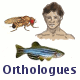 Orthologues