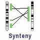 Synteny