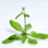 Arabidopsis thaliana
