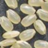 Oryza sativa Japonica Nipponbare