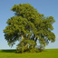 Populus trichocarpa