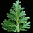 Selaginella moellendorffii