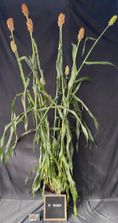 Sb bicolor PI154844 GRASSL