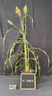 Sb bicolor PI513676 Matche-Dakomia