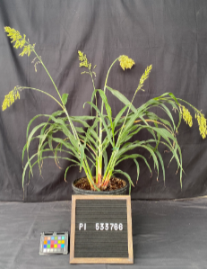 Sb bicolor PI533766 No 4 Hadoui