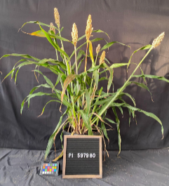 Sb bicolor PI597980 SAP-173