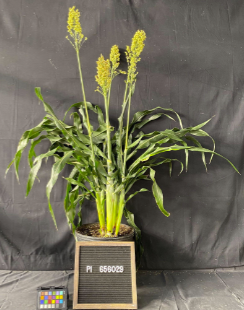 Sorghum bicolor ssp. bicolor PI656029