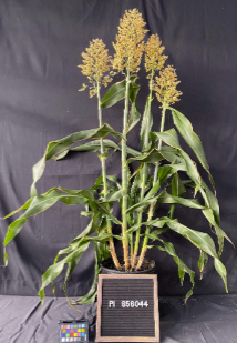 Sb bicolor PI656044 Kuyuma
