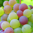Vitis vinifera