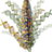 Zea mays B73 v5