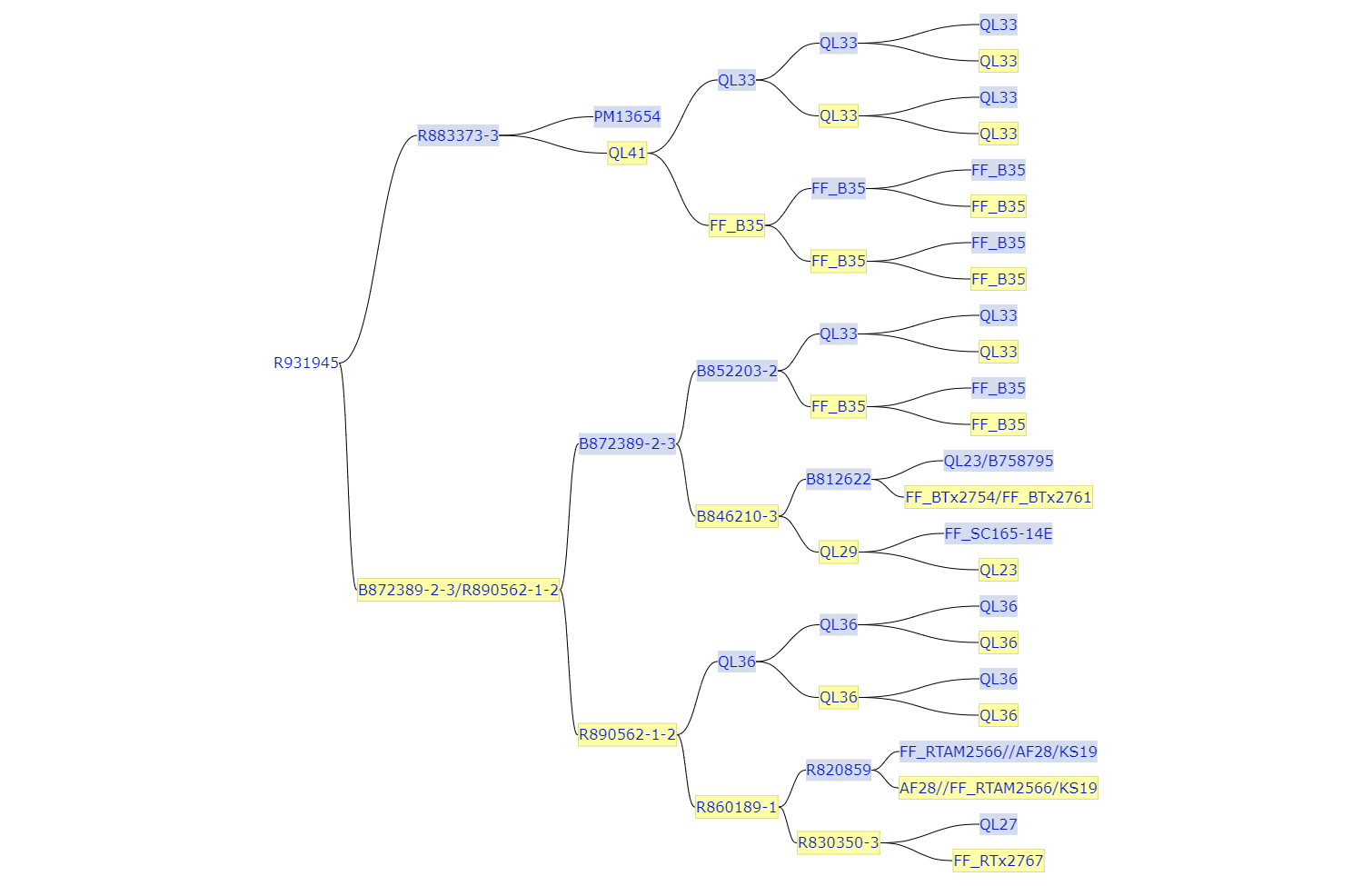 Graphical representation of the pedigree of R931945-2-2